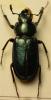 Platycerus caraboides